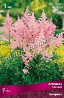 Астильба Арендса Америка (I) 1 шт 