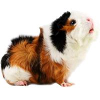 Грызуны Морская свинка розетка Грызуны Морская свинка розетка