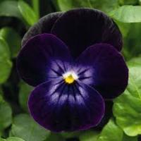 Фиалка рогатая Эдмаер Дип Парпл Фэйс 10шт 