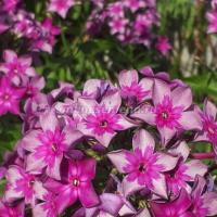 Флокс метельчатый Звездочет