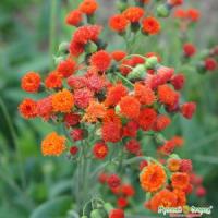 Эмилия Огненный салют 0,05г