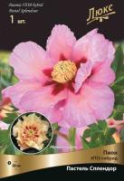 Пион ИТО-гибрид Пастель Сплендор 1шт (2-3)
