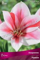 Амариллис простой Гервазе (24/26) 1 шт 