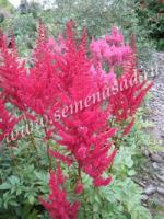 Астильба Арендса Глат (I) 1 шт