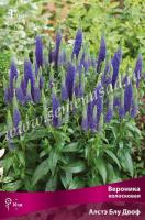 Вероника колосковая Алстэ Блу Двоф (I) 1 шт 