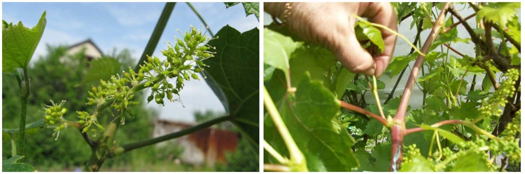 пасынкование-винограда.jpg пасынкование-винограда.jpg