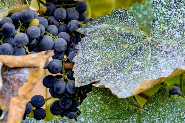 виноградник в конце сентября виноградник в конце сентября