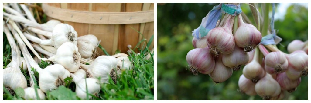 уборка-чеснока.jpg уборка-чеснока.jpg