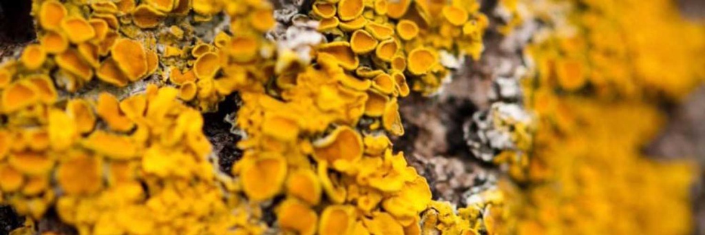 Лишайники.jpg Лишайники.jpg