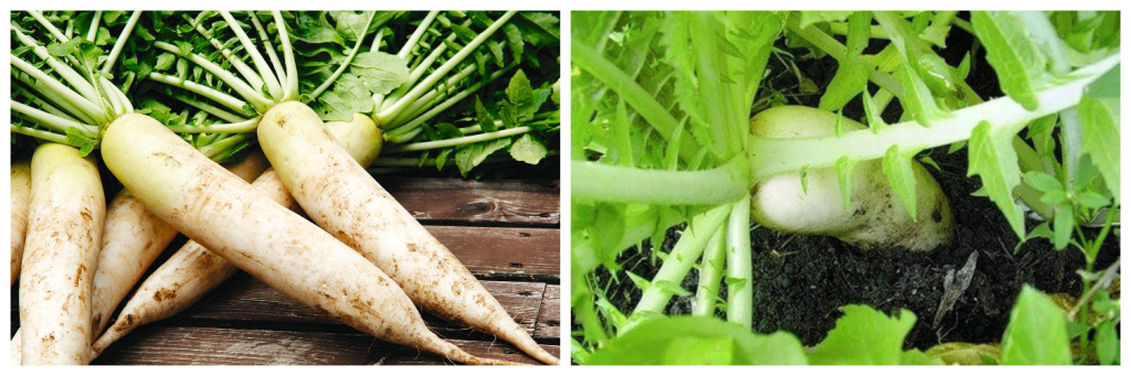 дайкон-4.png дайкон-4.png