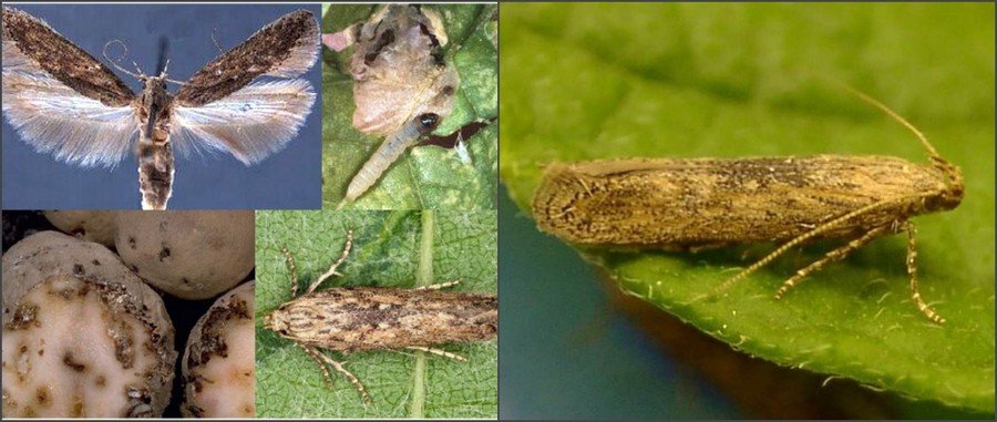 огород в августе огород в августе