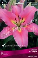 Лилия ОТ-Гибрид Авентино (14-16) 2 шт 736189