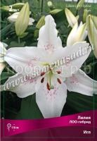 Лилия ЛОО-Гибрид Игл  (12-14) 2 шт 737240