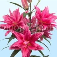 Без названия