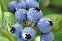 Без названия Без названия