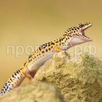Ящерица Пятнистый леопардовый эублефар 