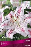Лилия Восточная Мадлен (14-16) 2 шт 736121