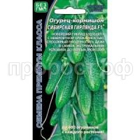 ogurec-kornishon-buketnogo-tipa-zavyazey-sibirskaya-girlyanda-f1_18911405171-min-300x300