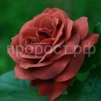 Без названия (1)