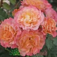 Без названия