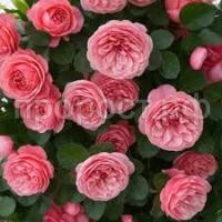 Без названия (1)