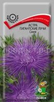 Астра Гигантские лучи Синяя Астра Гигантские лучи Синяя