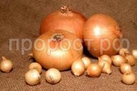 Без названия (4)