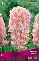 Гиацинт Чайна Пинк