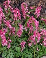 hohlatka_plot_bet_evans