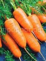 Морковь Шантанэ