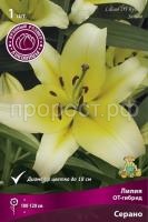 liliya_ot_gibrid_serano_kaper