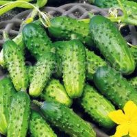 С147074_1 С147074_1