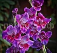 гладиолус старфайер гладиолус старфайер