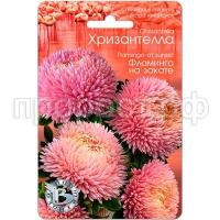 Астра Хризантелла Фламинго на закате 30шт Биотехника