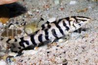 vvedenie-botsija-mramornaja-e1511012999224 vvedenie-botsija-mramornaja-e1511012999224