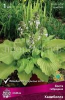 Хоста гибридная Ханибеллз (1)