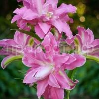 восточная махровая лотус уандер