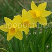 Без названия (4)