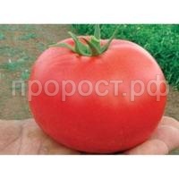 Томат Бобкат F1 1000 шт Syngenta Томат Бобкат F1 1000 шт Syngenta