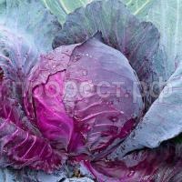 Капуста краснокочанная Рэд Джевел F1 250шт