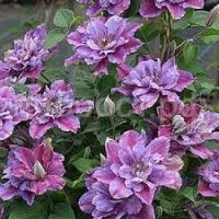 Без названия (1)