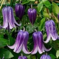 Без названия (1)