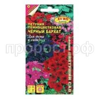 петуния черн.бархат петуния черн.бархат