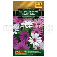 остеоспермум баллада