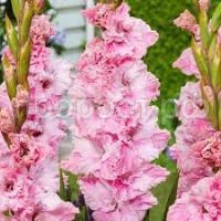 Без названия (1)