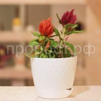 Румба-белый-1-600x600 Румба-белый-1-600x600