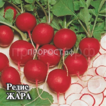 Редис Жара 100г