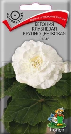 Бегония клубневая крупноцветковая Белая 5шт