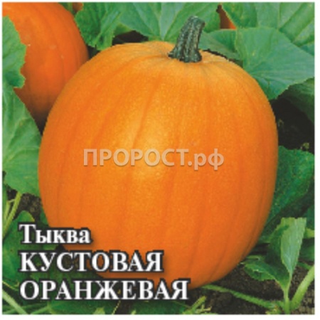 Тыква твердокорая Кустовая оранжевая 25 г
