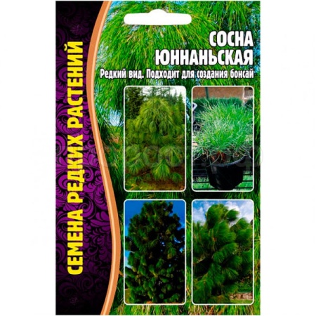 Сосна Юннаньская 25шт